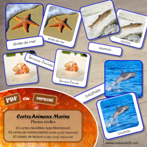 Cartes Animaux Marins – Photos avec fond