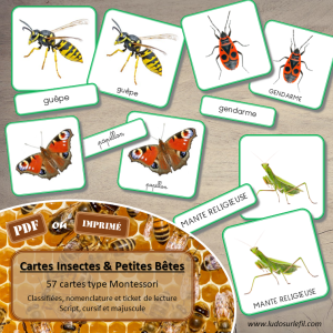 Cartes Insectes & Petites Bêtes – Photos Fond Blanc