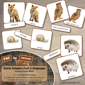 Cartes Animaux Forêt & Campagne – Photos Fond Blanc